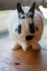 netherland dwarf rabbit temperament