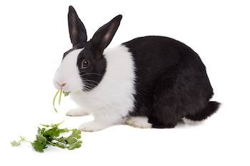 dutch rabbit care