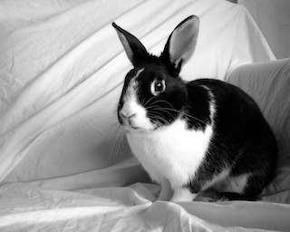 dutch rabbit lifespan