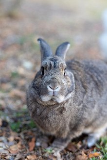 flemish giant rabbit health issues