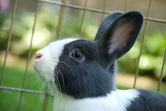 dutch rabbit temperament