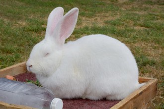 flemish giant rabbit description