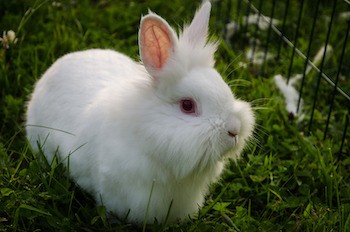 white lionhead rabbit