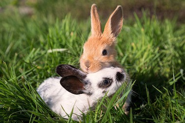 rex rabbit bunnies