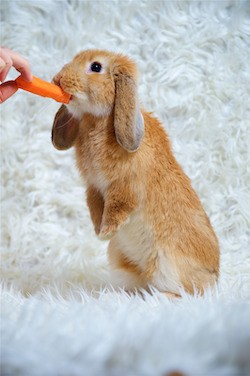 what should bunnies eat
