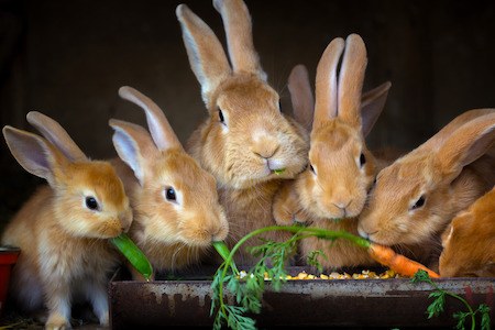 do rabbits eat vegetables?