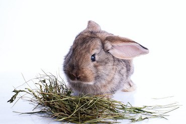 rabbit diet