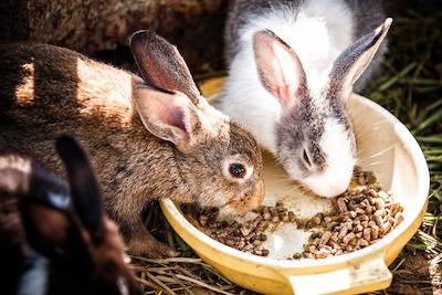 should rabbits eat pellets?