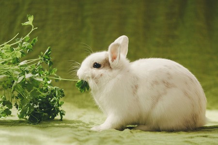 what should rabbit diet consist of
