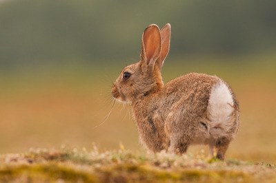 do rabbits eat their own poop?